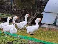 Geese — الصورة 1