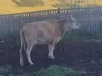 Vaca, Ganado vacuno — foto 8