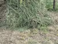 Бэлэн хадаад овоолсон өвс — 1 зураг