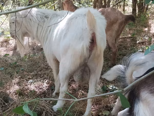 公山羊, LaMancha goats