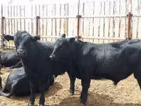 Toro, Ganado vacuno — foto 8