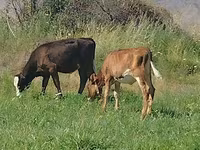 Үнээ, Red Estonian cattle — 3 зураг