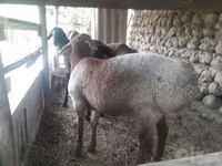 كبش, الأغنام — الصورة 4