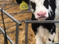 Bull, Holstein breed — photo 2