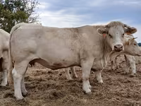 Vaca, Charolais cattle — foto 2
