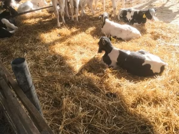 Toro, Swiss cattle