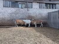 كبش, Katum sheep — الصورة 3