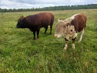 Үнээ, Swiss cattle — 2 зураг