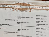 घोड़ा, Quarter Horse — फ़ोटो 3