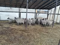Хуц, Romanov sheep — 2 зураг