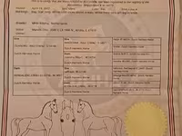 فرس, Dutch warmblood horse — الصورة 2