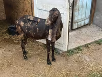 Cabra, Kamori goats — foto 3