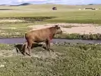 ثور, الماشية — الصورة 2