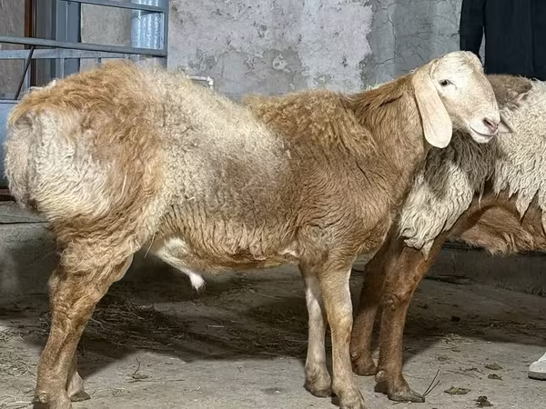 Хуц, Хонь