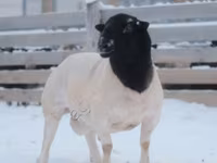كبش, Dorper sheep — الصورة 1