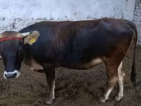 Bull, Alatau breed — photo 3