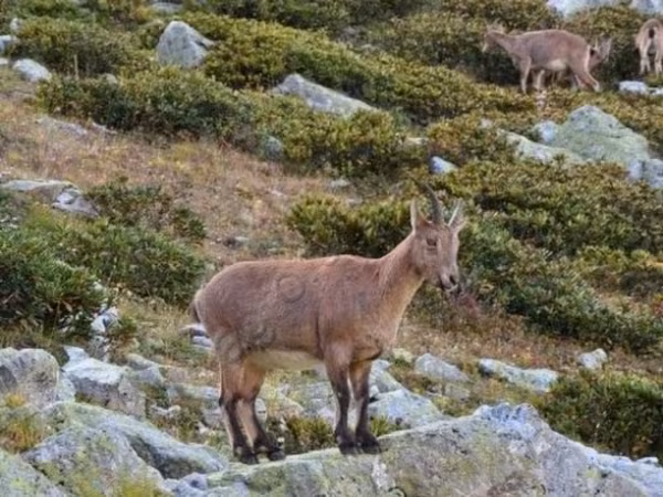 Cabro, Cabras — Rusia