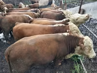 公牛, Kazakh White-headed cow — 照片 1
