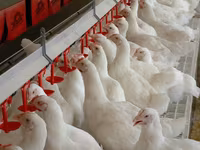 Premixuri pentru păsări şi animale / Премиксы для птиц и животных — 照片 3