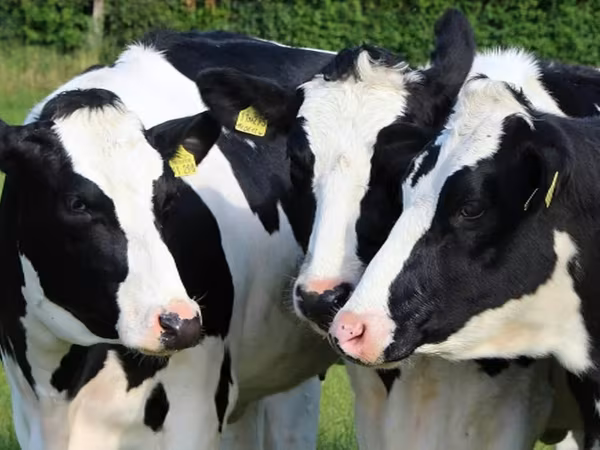 Үнээ, Russian Black pied cattle — Орос