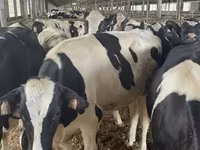 母牛, Holstein breed — 照片 2