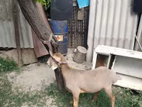 Хуц, Edilbay sheep — 2 зураг