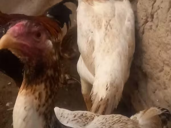 Chickens