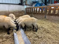 نعجة, White Suffolk sheep — الصورة 2