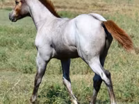घोड़ी, Quarter Horse — फ़ोटो 4