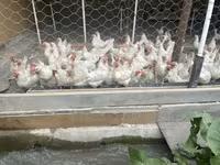 लेघोर्न — फ़ोटो 8