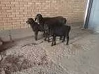 Cabra, Alpine goat — foto 7