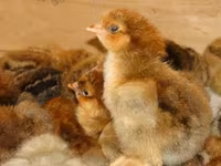 Chickens — 3 зураг