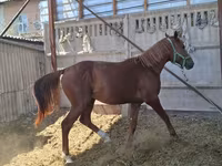 घोड़ा, Arabian horse — फ़ोटो 2