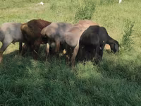 كبش, Kazakh fat-tailed coarsewool sheep — الصورة 1