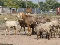 Carnero, Hissar sheep — foto 1