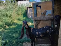 Cabra, Kamori goats — foto 2