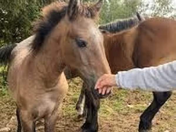 Horse (M), Horses