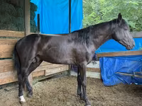 Адуу, French Trotter — 1 зураг
