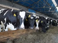 Vaca, Raza Holstein — foto 6