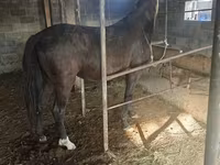Mare, Friesian sport horse — photo 3