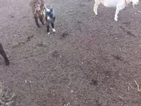 Cabro, Cabras — foto 2