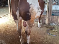 सांड, Simmental cattle — फ़ोटो 2