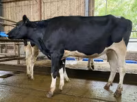 Cow, Holstein breed — photo 3