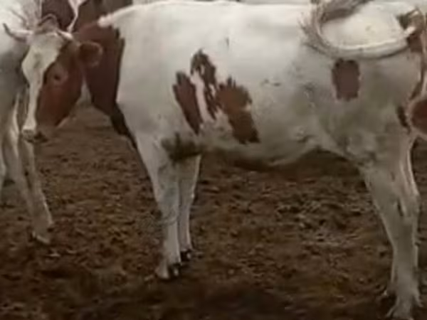 بقرة, Simmental cattle
