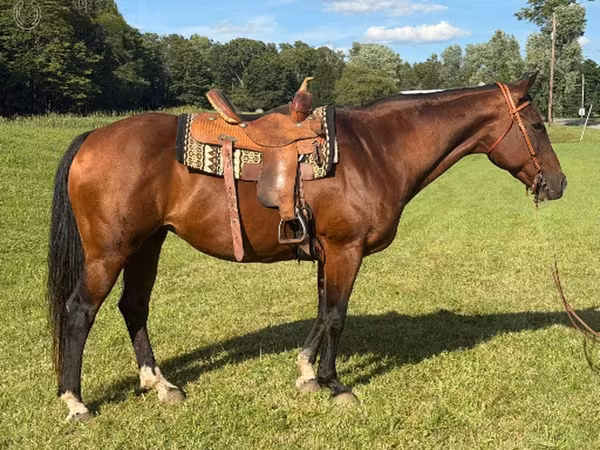 Азаргагүй морь, Quarter Horse