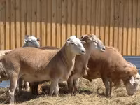 Carnero, Hissar sheep — foto 8