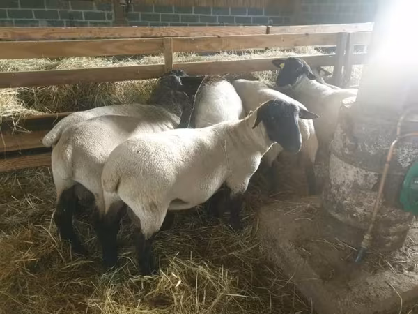 Хонь, Baerchuke sheep