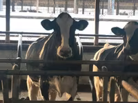 Vaca, Raza Holstein — foto 1