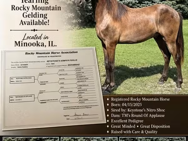 घोड़ा, Rocky Mountain Horse