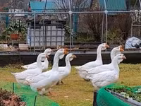 Geese — الصورة 3